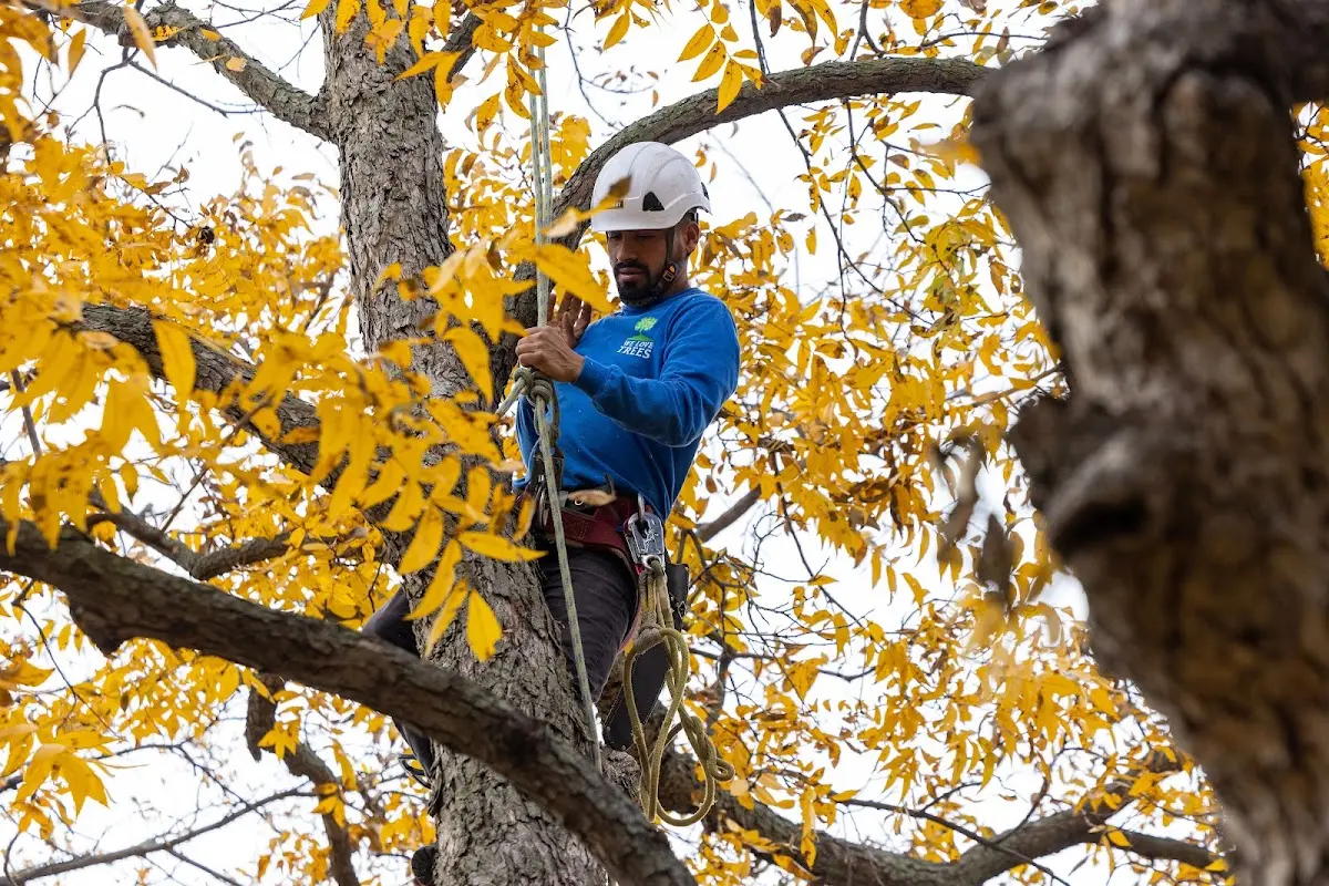 Skilled Tree Planing crew working in Stillman Valley
