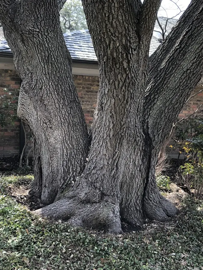Mature heritage tree close to a Stillman Valley property cared for by certified arborists